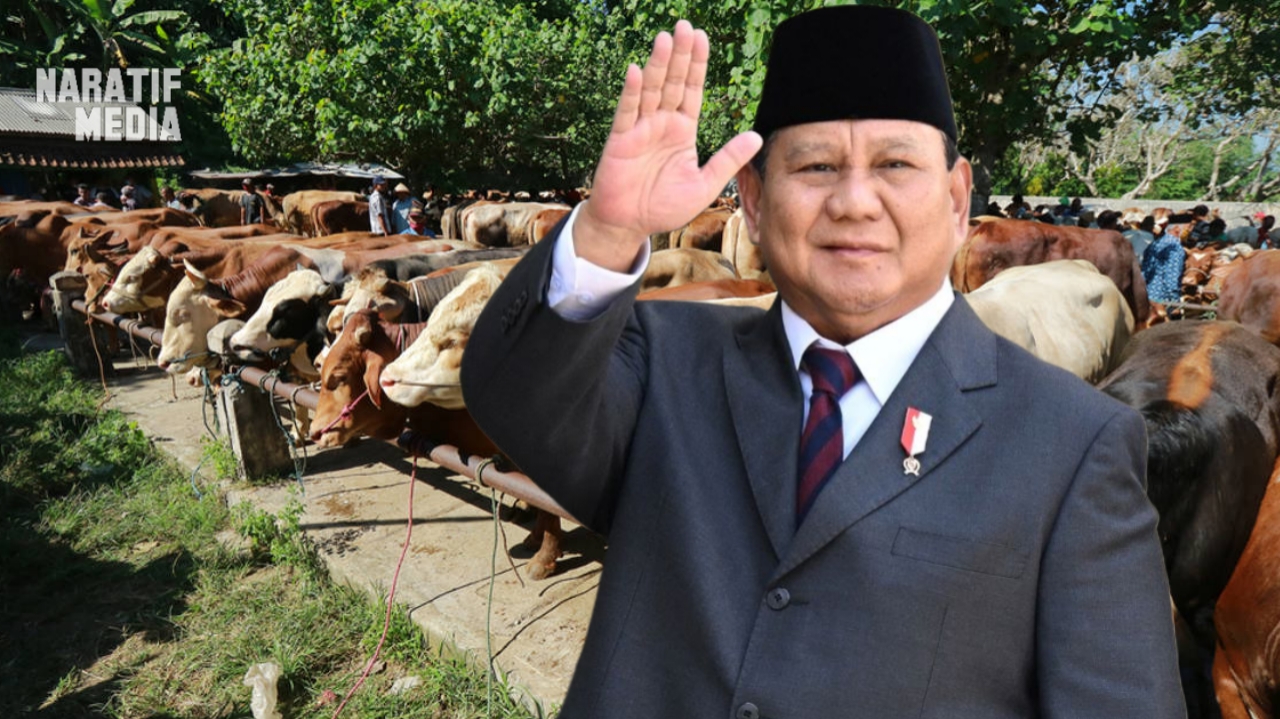 1.098 Sapi Kurban Presiden Prabowo untuk Idul adha Gunakan APBN Rp100 Miliar