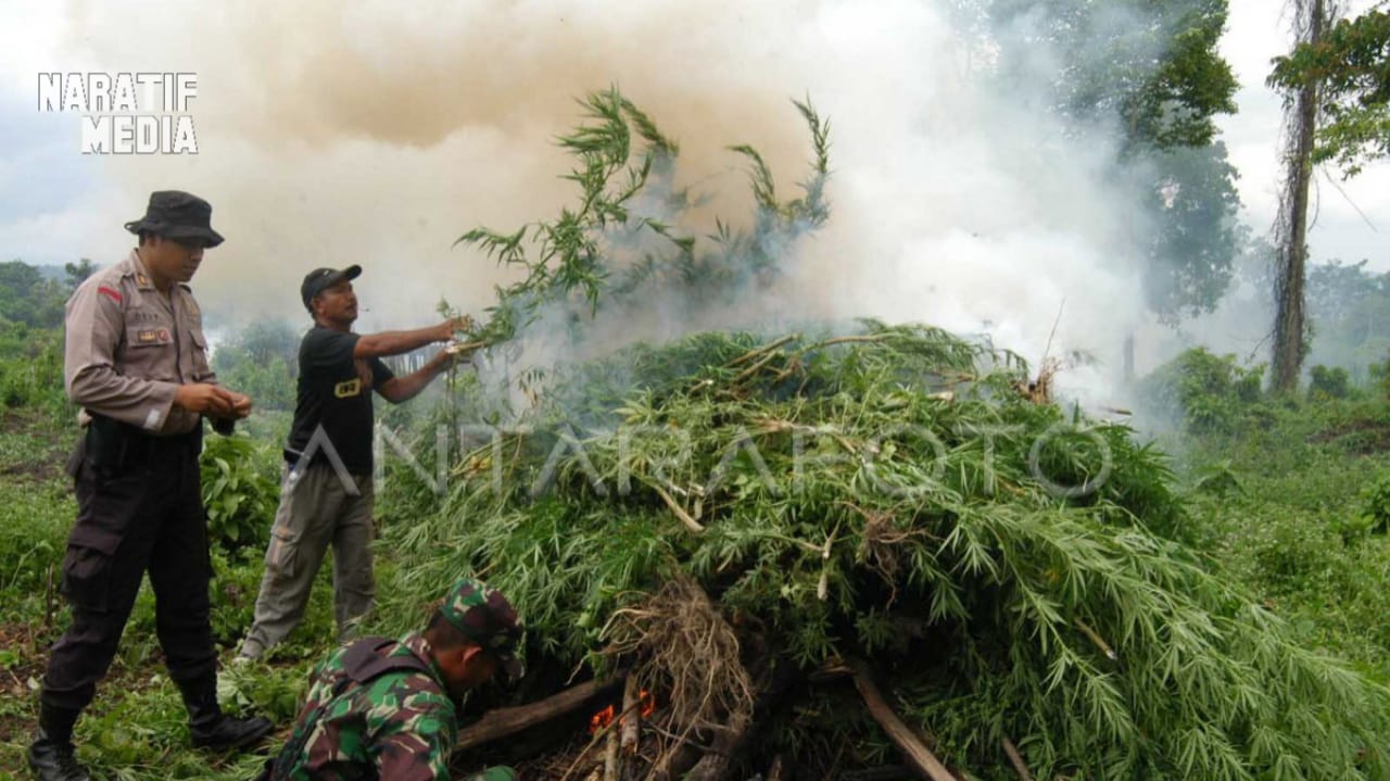 asap pemusnahan ganja BNN