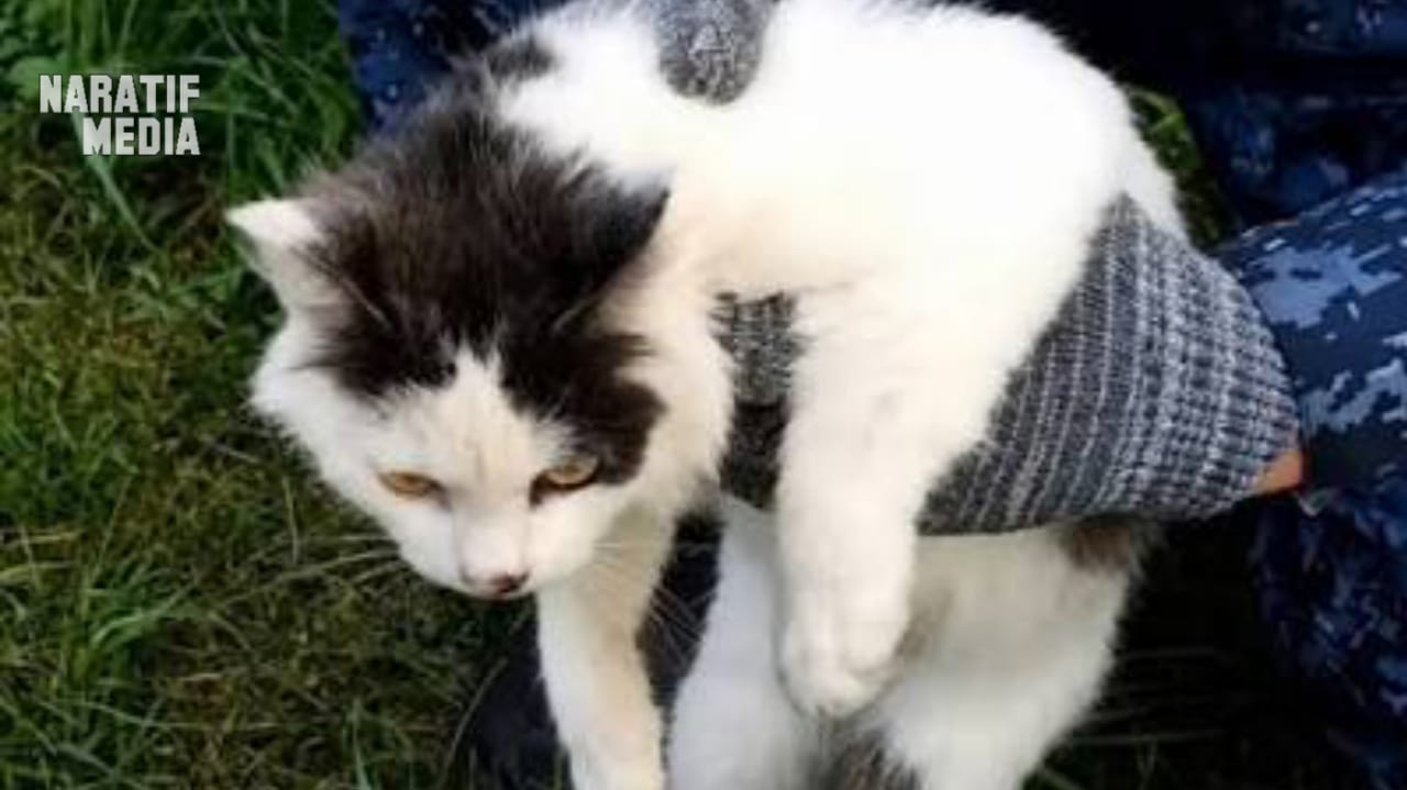 Seekor kucing diamankan petugas penjara di Rusia