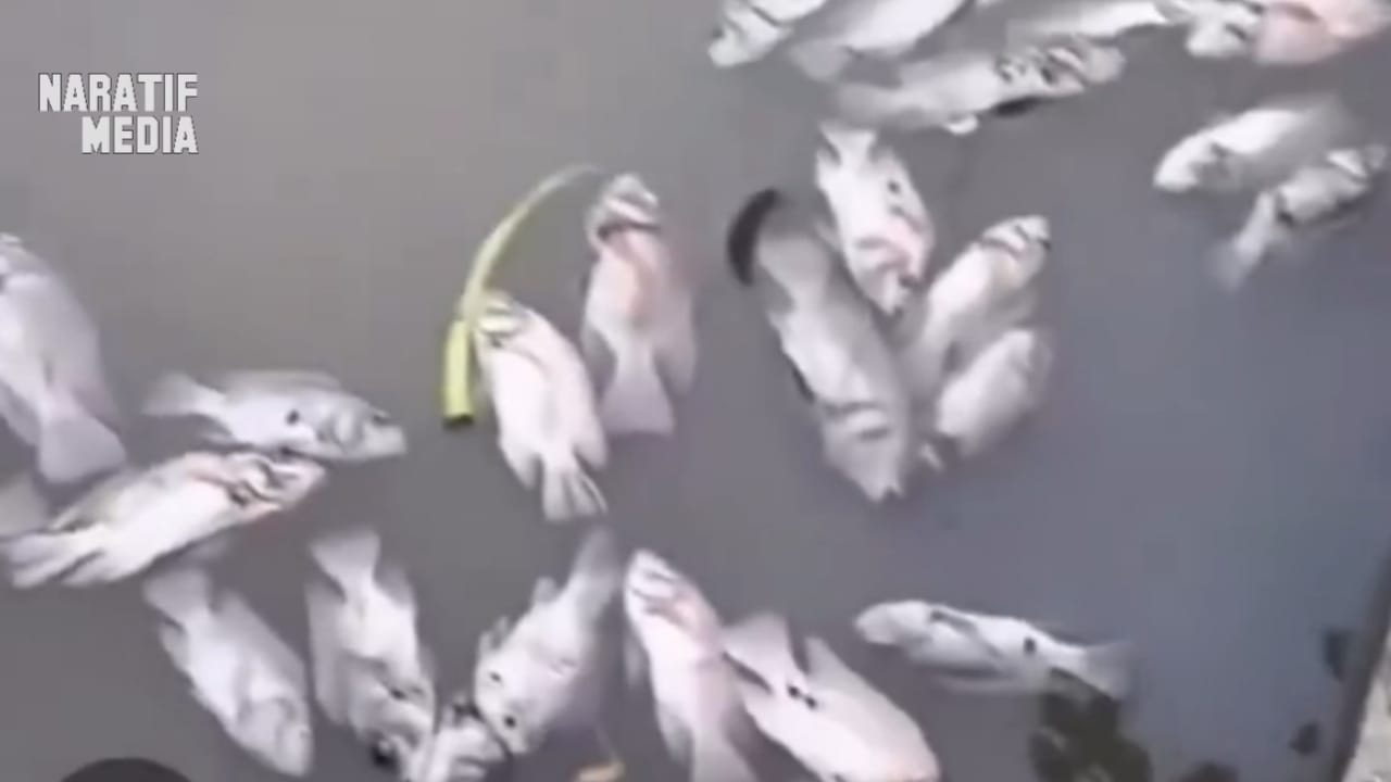 ikan dalam satu kolam dilaporkan mati