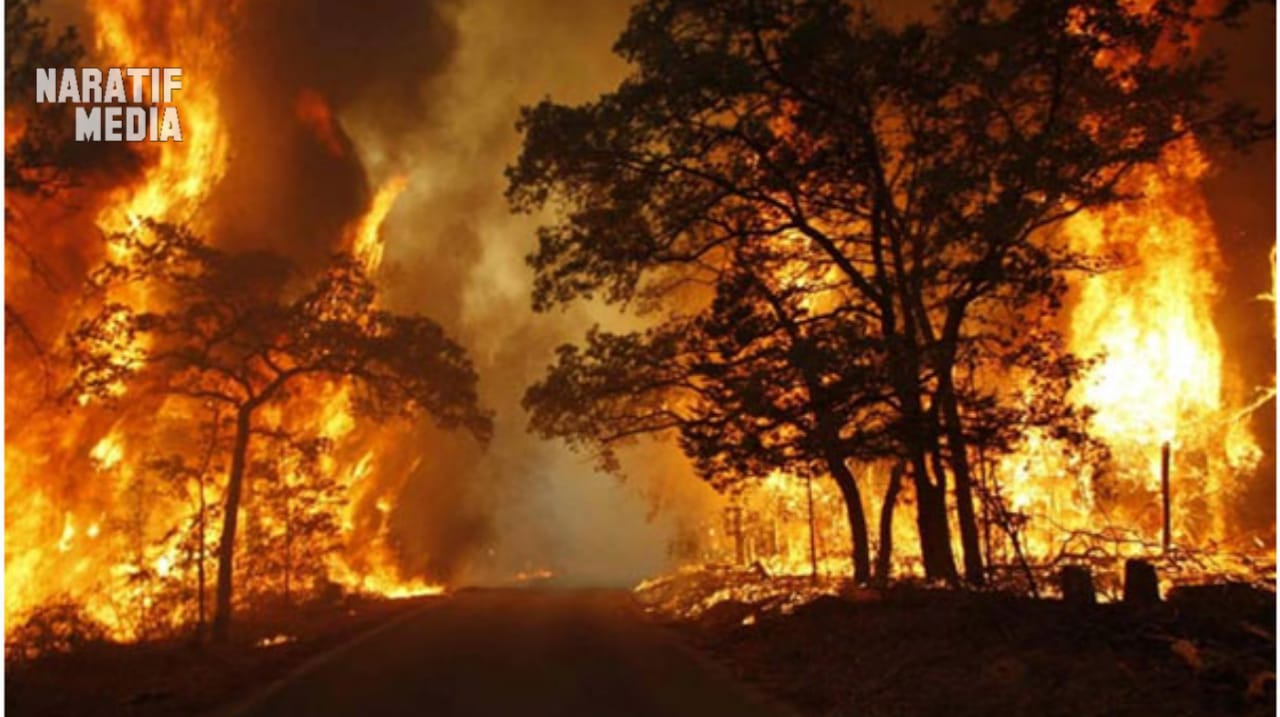 Karhutla Kalimantan Meluas, 518 Titik Api Terdeteksi dalam Sehari