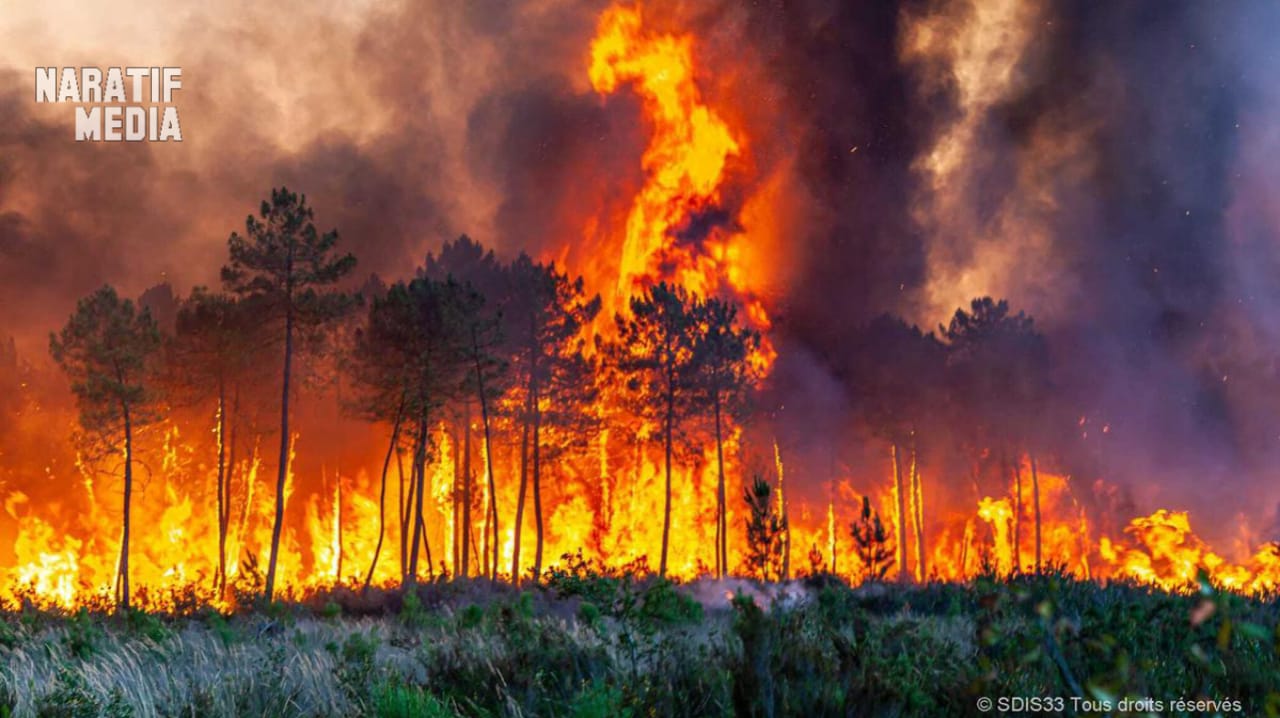 Lebih dari 107 Ribu Hektare Hutan dan Lahan Terbakar di Indonesia Sepanjang 2026