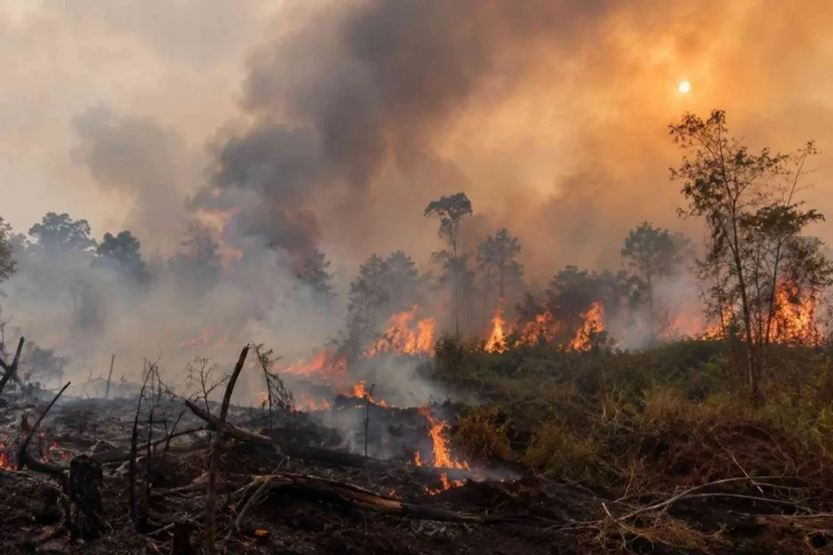 Krisis Kebakaran Hutan dan Kabut Asap di Kalimantan, Warga hingga Anak-anak Terdampak